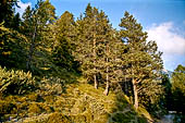 Trekking nel Parco Naturale Puez-Odle. La lunga discesa dal Rifugio Puez a Selva in Valgardena lungo la Vallelunga. 